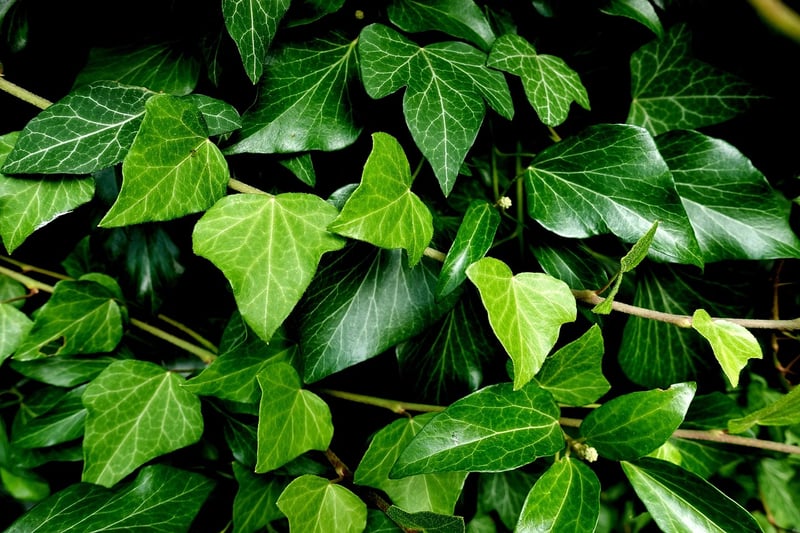 Ivy Plants